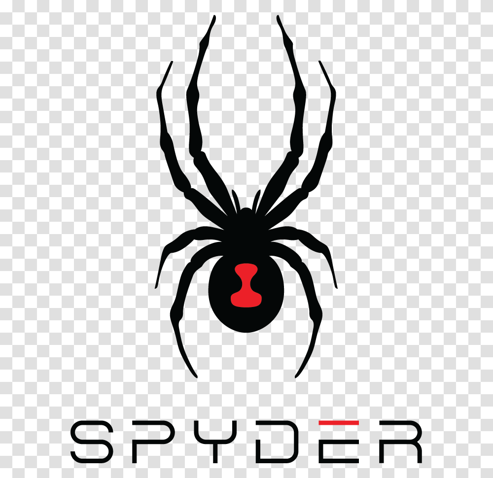 Spyder Ski, Black Widow, Insect, Spider, Invertebrate Transparent Png