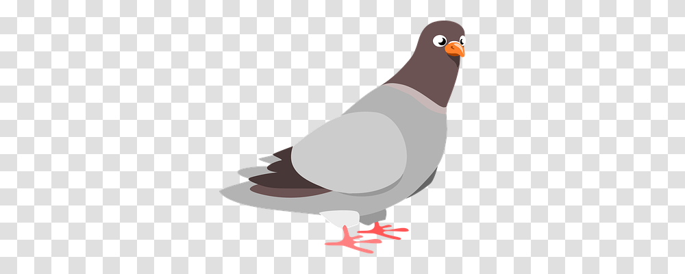 Squab Animals, Bird, Pigeon, Dove Transparent Png