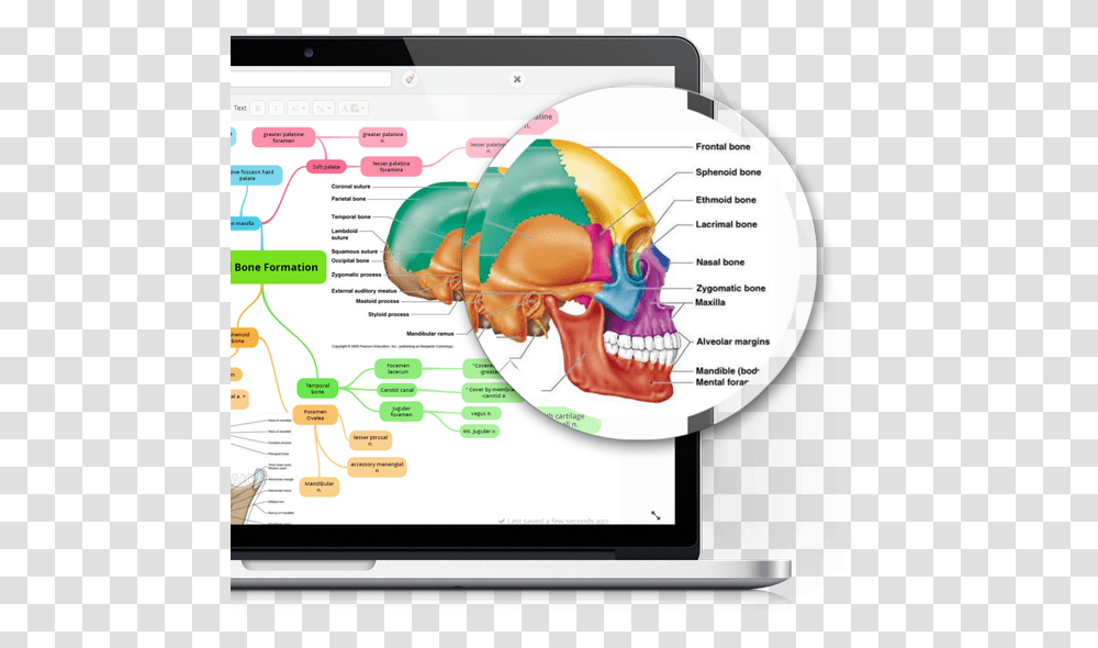 Squamosal Bone In Humans, Computer, Electronics, Tablet Computer, Monitor Transparent Png