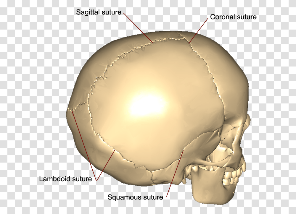 Squamous Sutures Of The Skull, Helmet, Apparel, Sphere Transparent Png