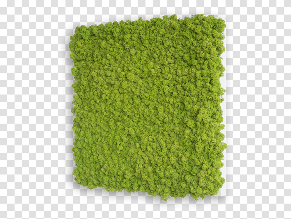 Square Field, Moss, Plant, Rug, Crystal Transparent Png