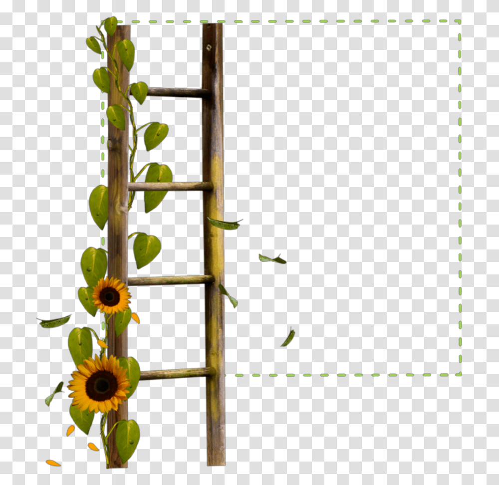 Square Green Frame Ladder Sunflower Flowers Borders Sunflower And Burgundy Border, Plant, Blossom, Bud, Sprout Transparent Png
