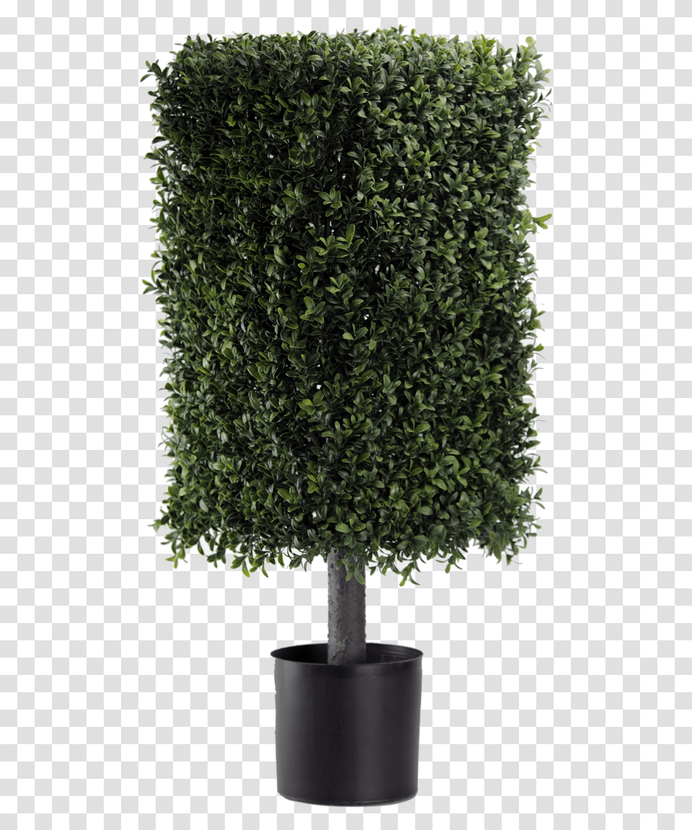 Square Topiary Pot, Bush, Vegetation, Plant, Tree Transparent Png
