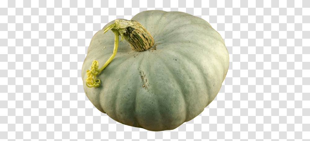 Squash Crown Prince Gourd, Plant, Vegetable, Food, Produce Transparent Png