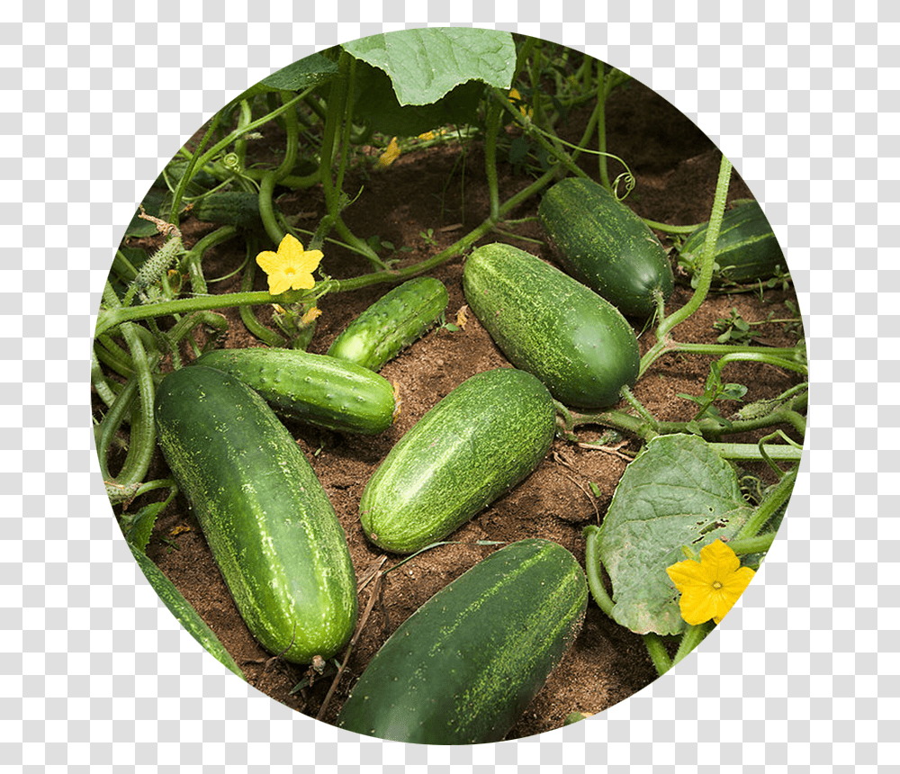 Squash Plant Vs Cucumber Plant, Vegetable, Food Transparent Png