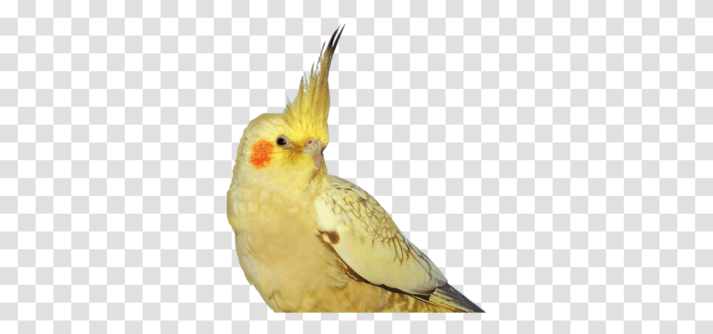 Squeaky Wheel Media Nyc Digital Agency Cockatiel, Bird, Animal, Cockatoo, Parrot Transparent Png