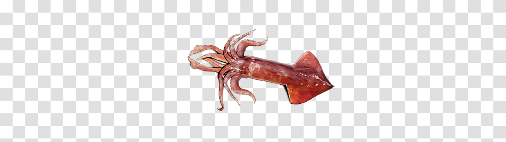 Squid, Animals, Seafood, Sea Life, Cross Transparent Png