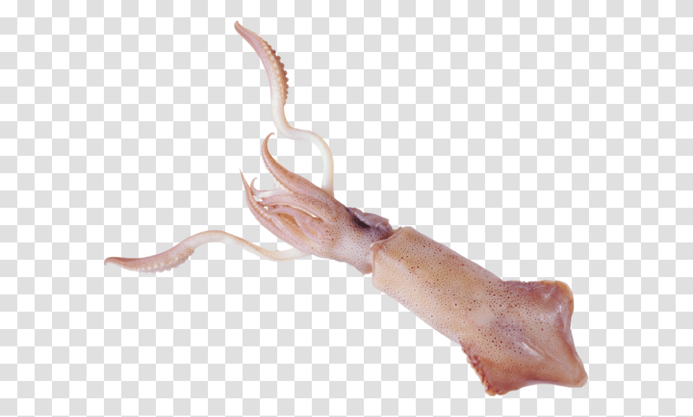 Squid, Animals, Seafood, Sea Life, Person Transparent Png