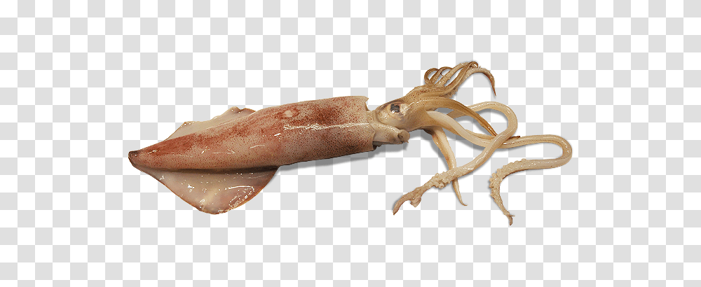 Squid, Animals, Seafood, Sea Life Transparent Png