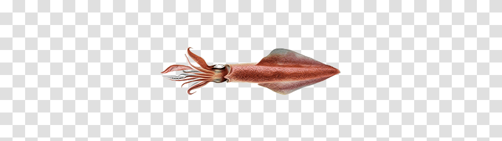 Squid, Animals, Seafood, Sea Life Transparent Png