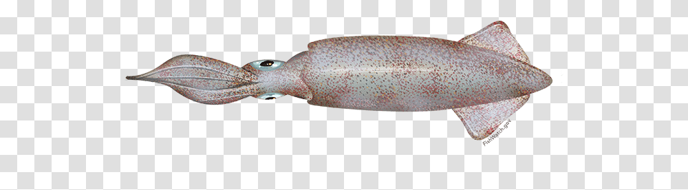 Squid, Animals, Seafood, Sea Life, Trout Transparent Png