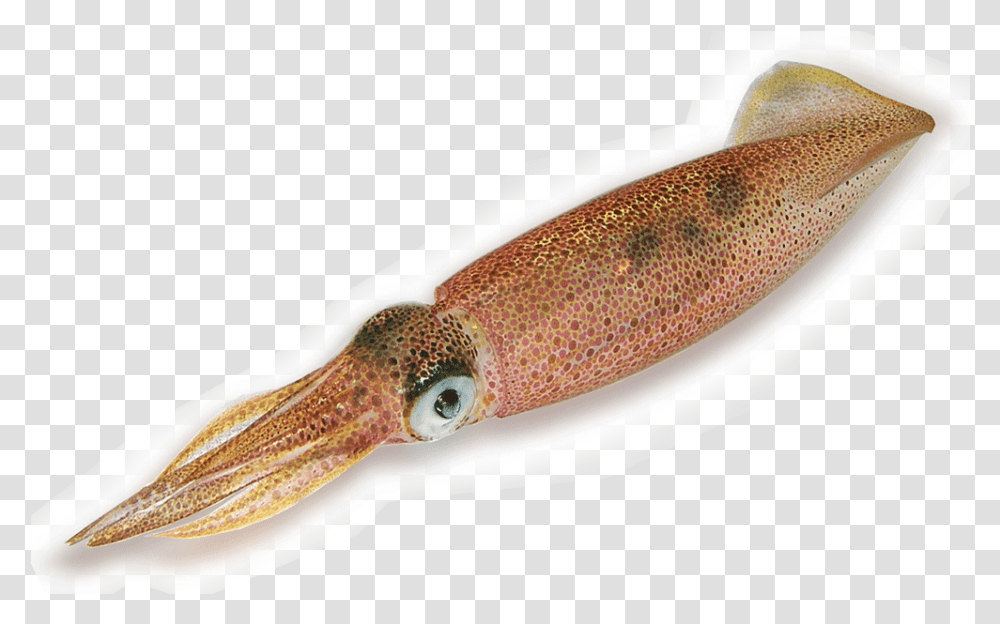 Squid Cuttlefish, Seafood, Sea Life, Animal Transparent Png