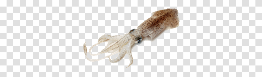 Squid Do Squid Look Like, Sea Life, Animal, Food, Seafood Transparent Png