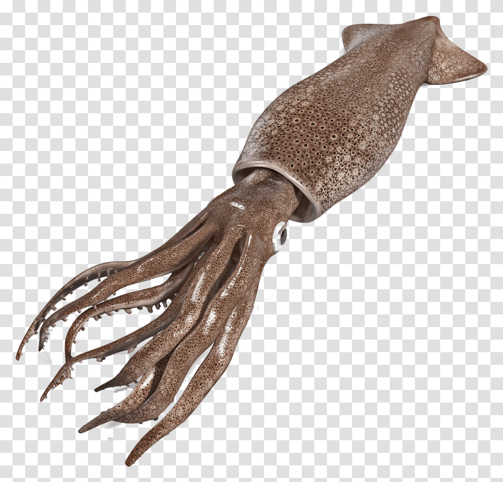 Squid Free Background Squid, Seafood, Sea Life, Animal, Person Transparent Png