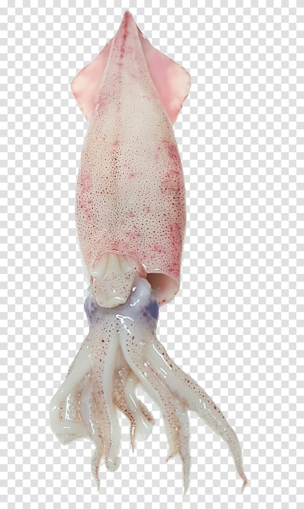 Squid Free Image Squid, Person, Sweets, Food, Acrobatic Transparent Png