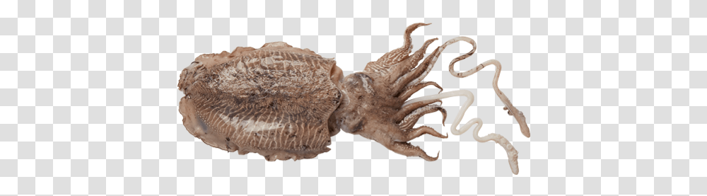 Squid, Fungus, Sea Life, Animal, Invertebrate Transparent Png