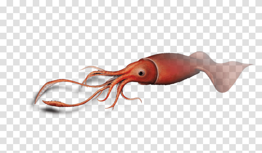 Squid Giant Squid, Lobster, Seafood, Sea Life, Animal Transparent Png