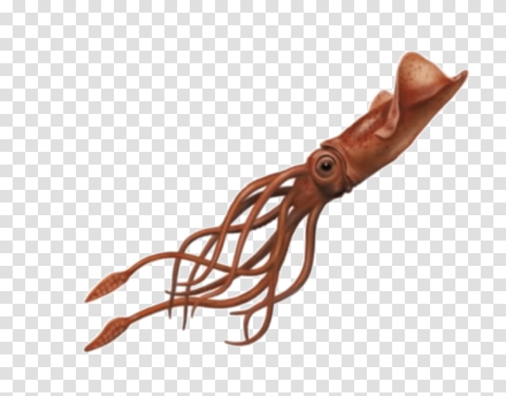 Squid Image Arts, Seafood, Sea Life, Animal, Person Transparent Png