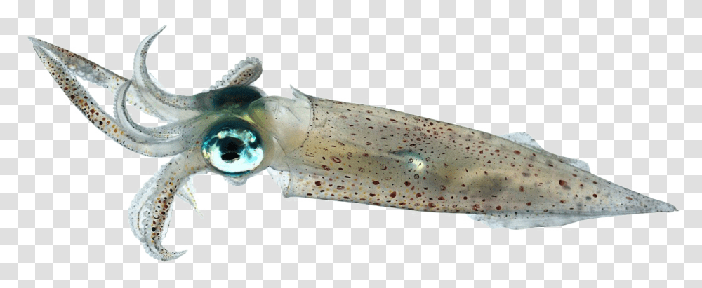 Squid Image Background Squid, Seafood, Sea Life, Animal Transparent Png