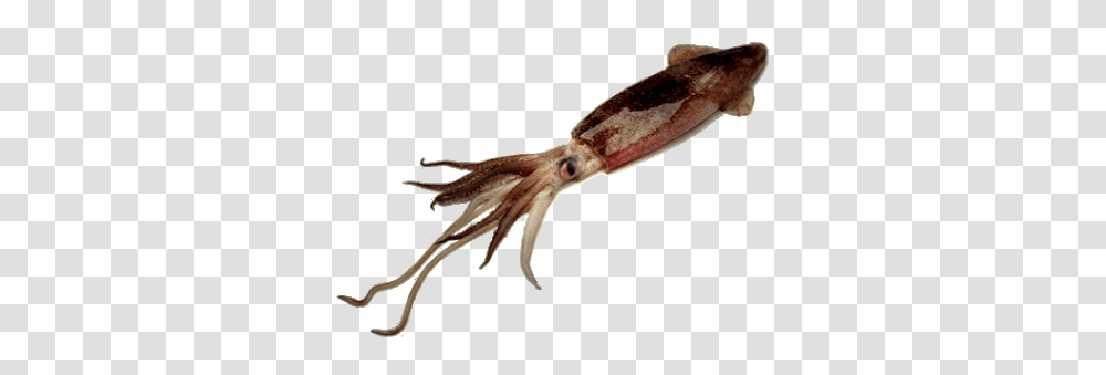 Squid Images Free Download, Seafood, Sea Life, Animal Transparent Png