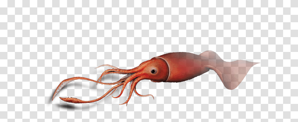 Squid Images Hd Colossal Squid, Sea Life, Animal, Food, Lizard Transparent Png