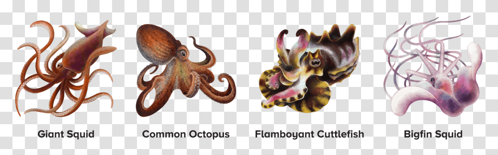 Squid Octopus, Sea Life, Animal, Invertebrate, Lizard Transparent Png