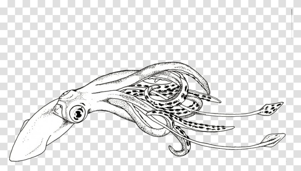 Squid Sketch Squid Black And White Clipart, Sea Life, Animal, Hair Slide, Weapon Transparent Png