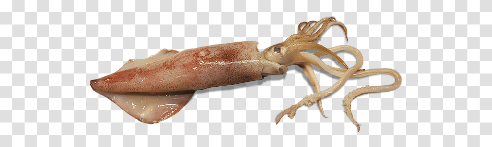 Squid Squid, Seafood, Sea Life, Animal, Lobster Transparent Png