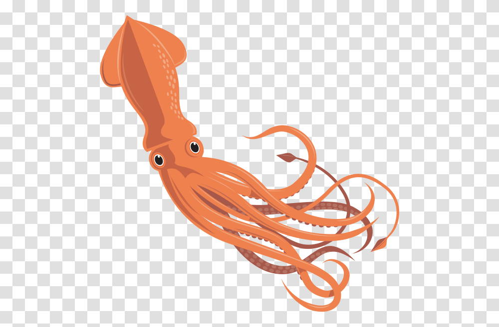 Squid Vector Moluscos Con Concha Interna, Sea Life, Animal, Seafood, Invertebrate Transparent Png