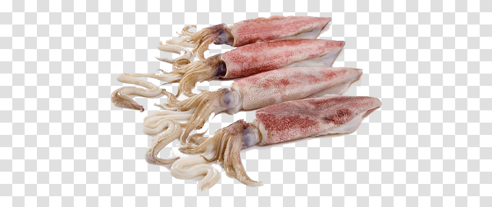 Squid Whole, Seafood, Sea Life, Animal Transparent Png