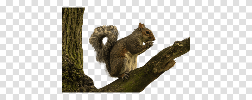 Squirrel Nature, Rodent, Mammal, Animal Transparent Png