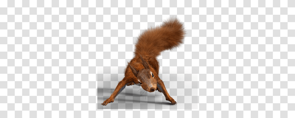 Squirrel Nature, Rodent, Mammal, Animal Transparent Png