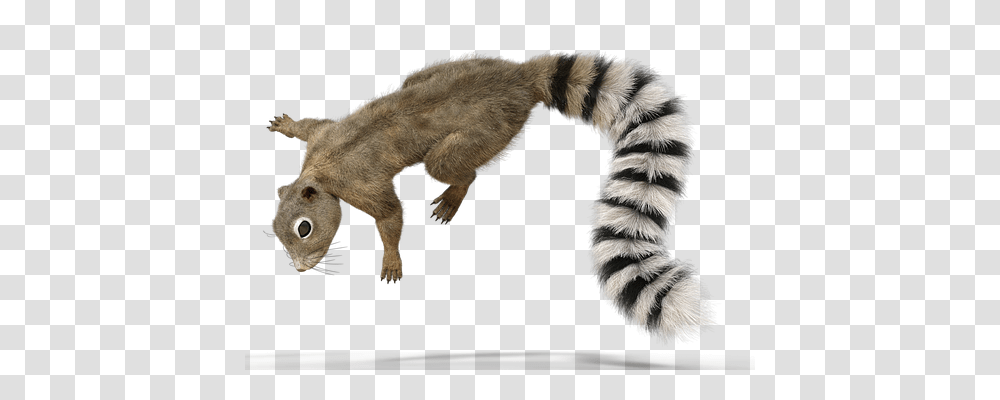 Squirrel Nature, Animal, Mammal, Wildlife Transparent Png