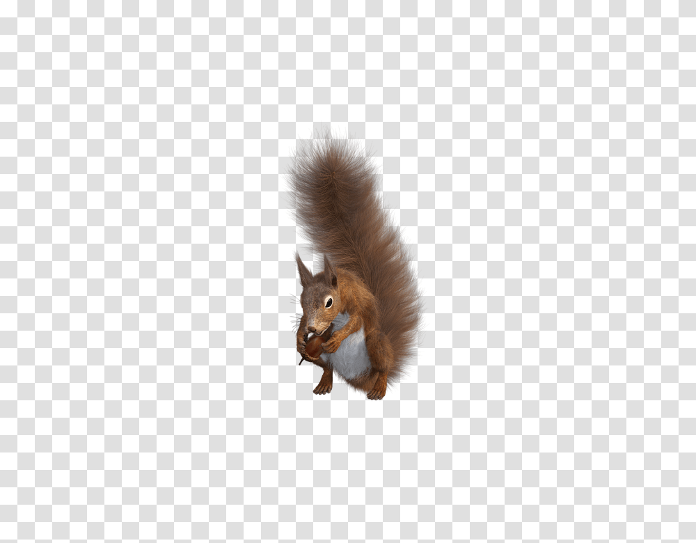 Squirrel 960, Animals, Rodent, Mammal Transparent Png