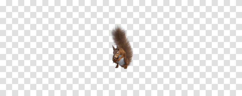Squirrel Nature, Animal, Mammal, Rodent Transparent Png