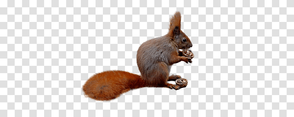 Squirrel Nature, Rodent, Mammal, Animal Transparent Png