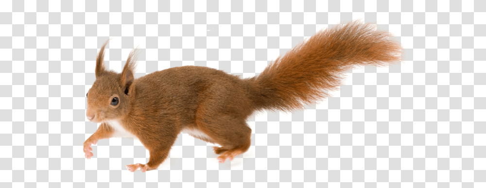 Squirrel Animal, Mammal, Weasel, Wildlife, Bird Transparent Png