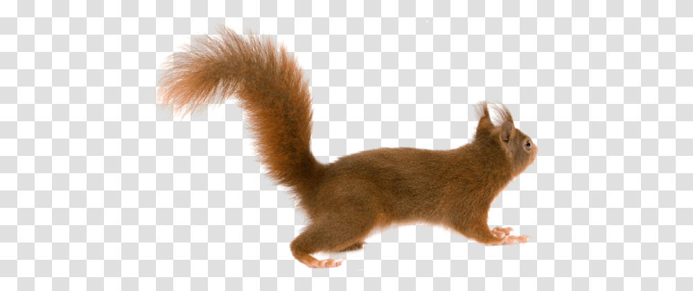 Squirrel, Animal, Mammal, Weasel, Wildlife Transparent Png
