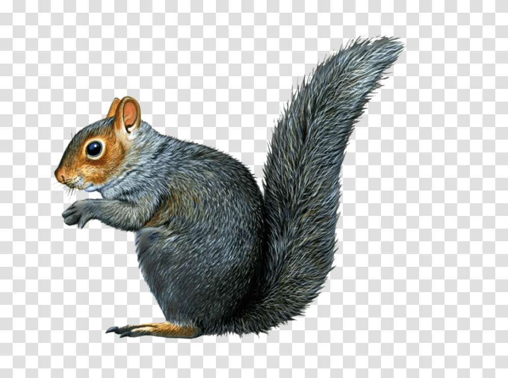 Squirrel, Animals, Bird, Rodent, Mammal Transparent Png