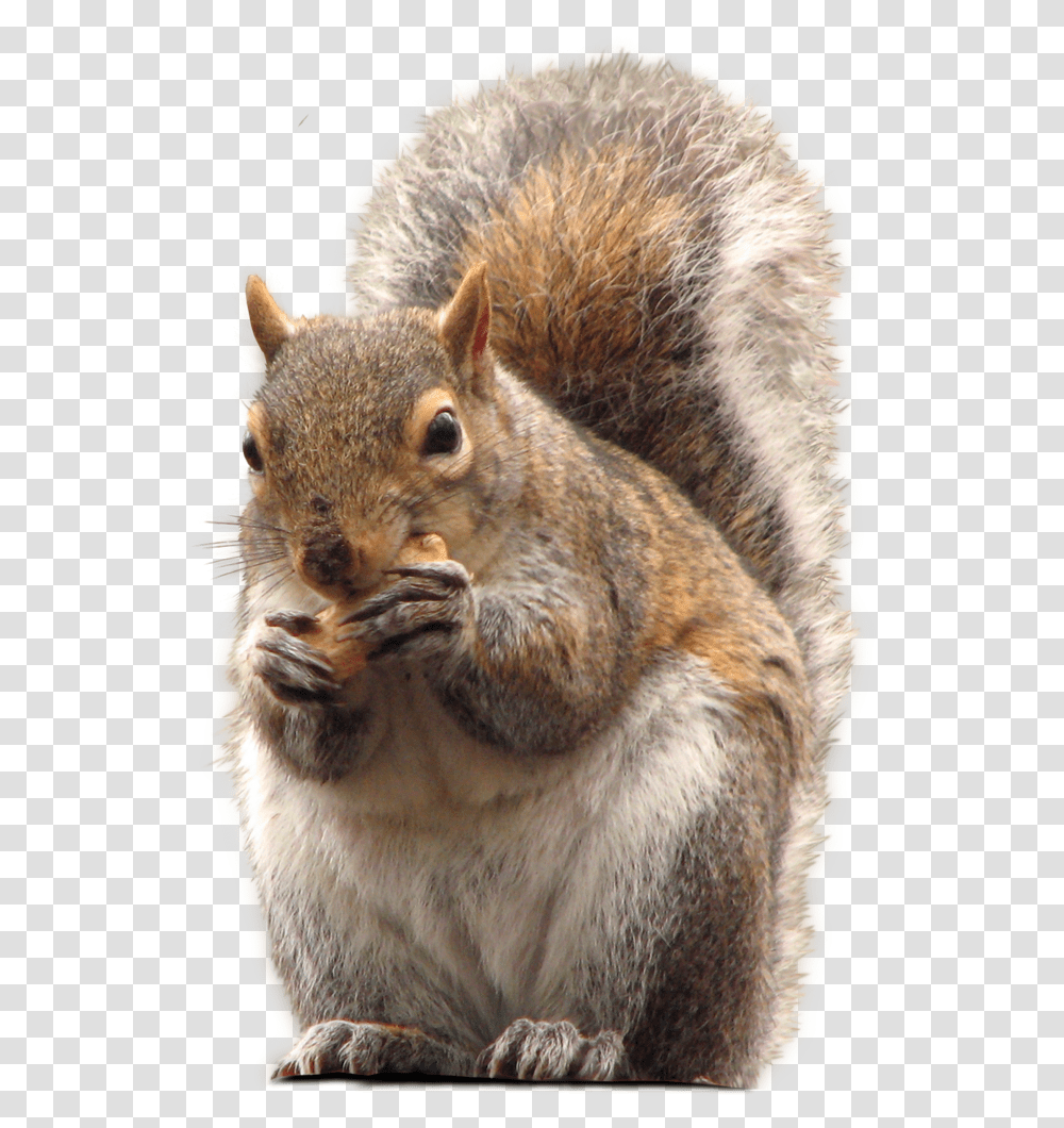 Squirrel, Animals, Mammal, Bear, Wildlife Transparent Png