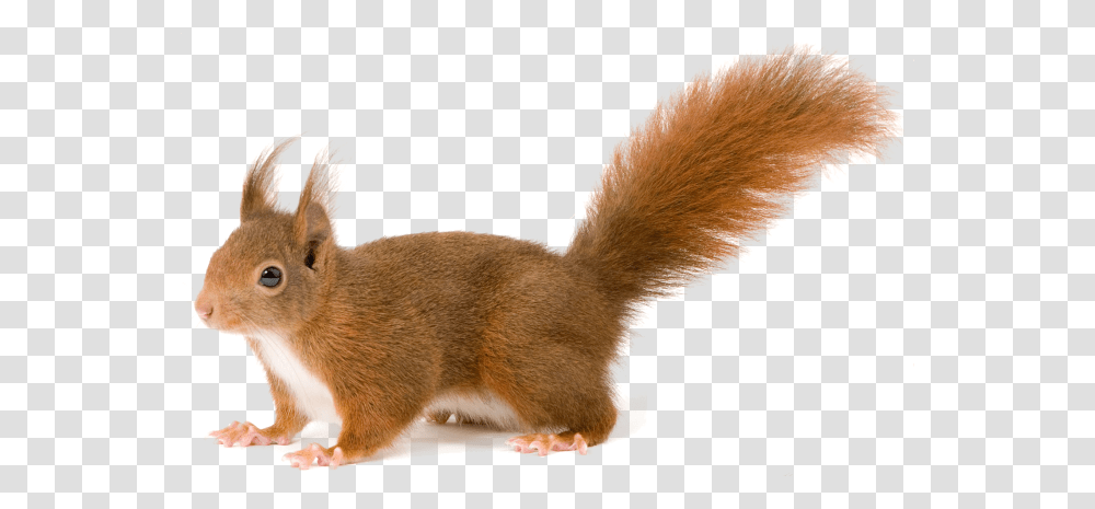 Squirrel, Animals, Mammal, Rodent, Cat Transparent Png