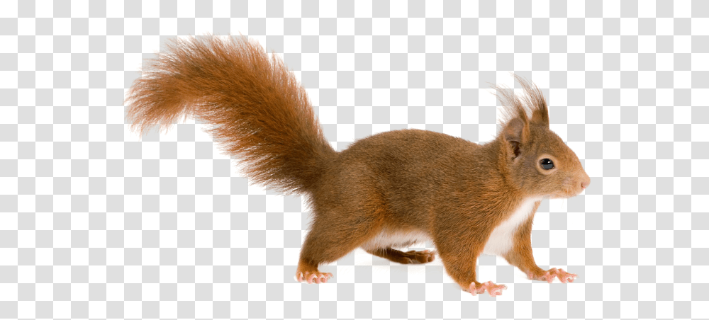 Squirrel, Animals, Mammal, Rodent, Cat Transparent Png