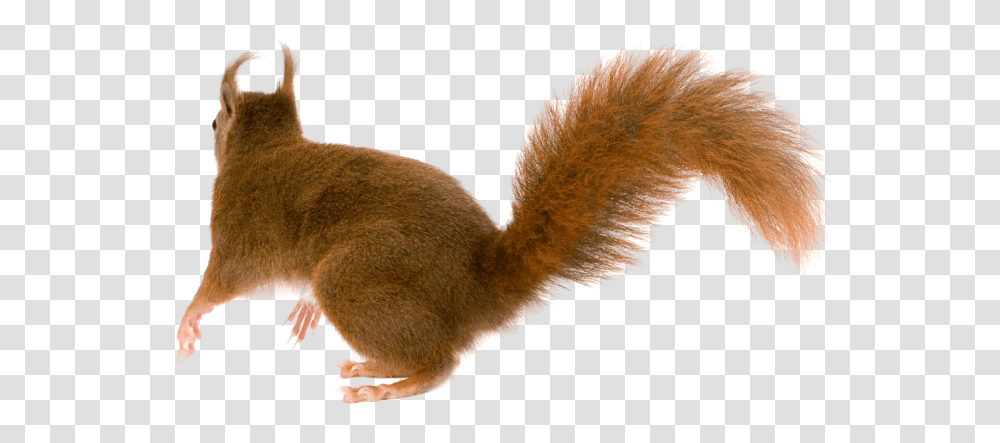 Squirrel, Animals, Mammal, Rodent, Cat Transparent Png