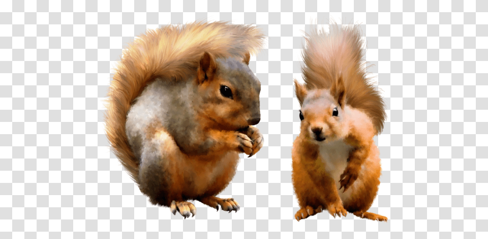 Squirrel, Animals, Mammal, Rodent, Dog Transparent Png
