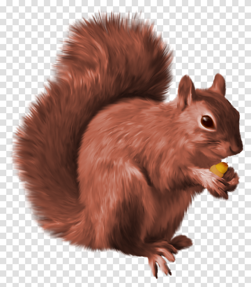 Squirrel, Animals, Mammal, Rodent, Eating Transparent Png