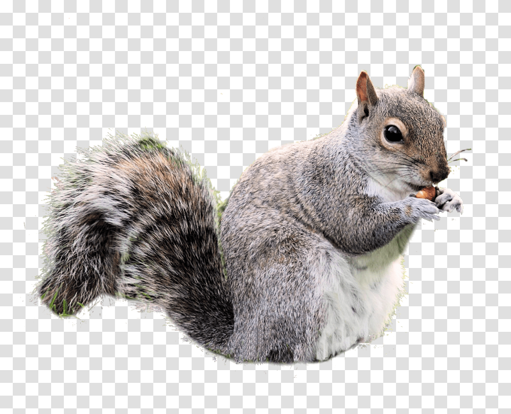 Squirrel, Animals, Mammal, Rodent, Rat Transparent Png