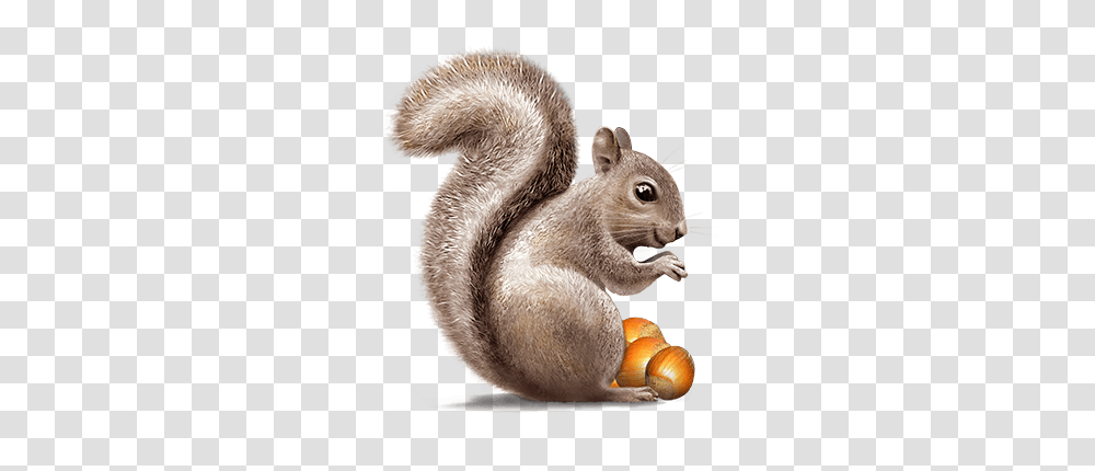 Squirrel, Animals, Plant, Rodent, Mammal Transparent Png