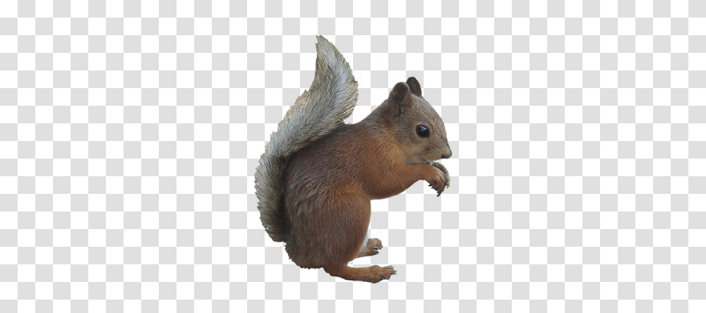 Squirrel, Animals, Rat, Rodent, Mammal Transparent Png