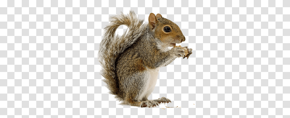 Squirrel, Animals, Rat, Rodent, Mammal Transparent Png