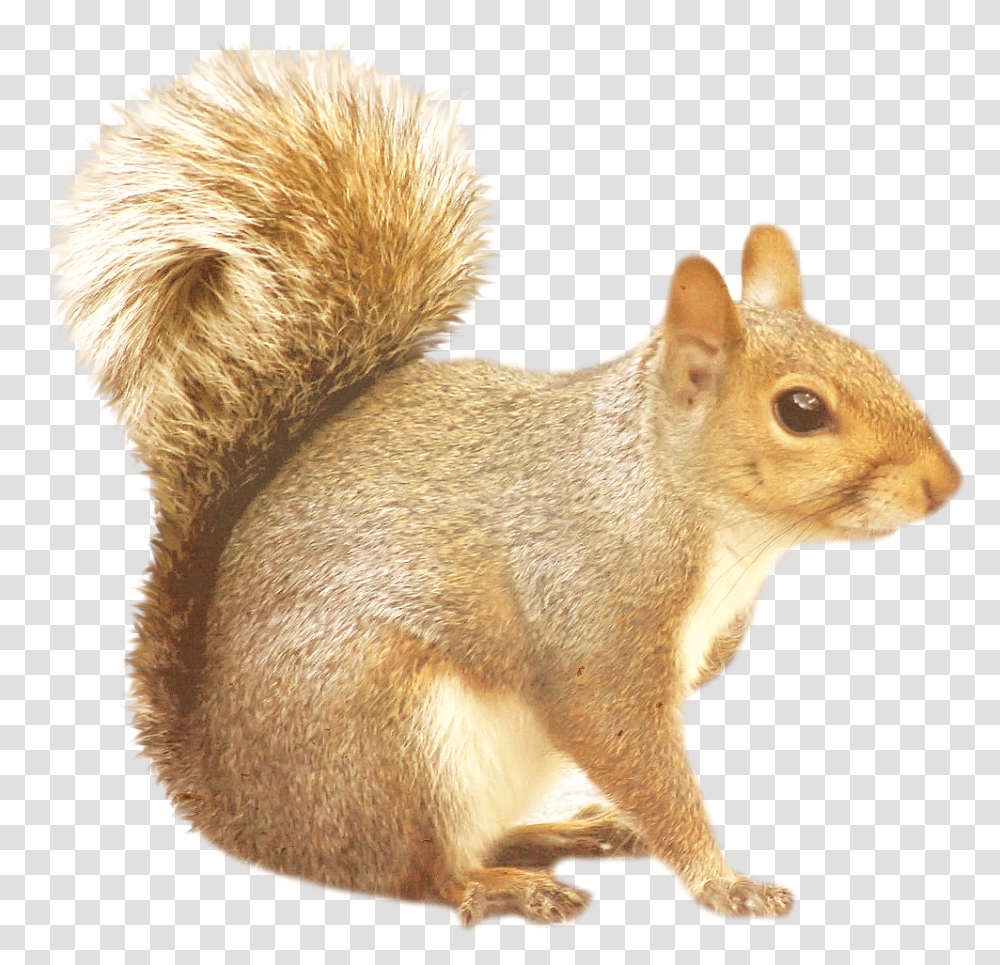 Squirrel, Animals, Rodent, Mammal, Cat Transparent Png